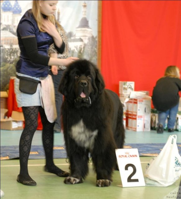 Фото: ньюфаундленд Gift of Destiny Midnight Bear