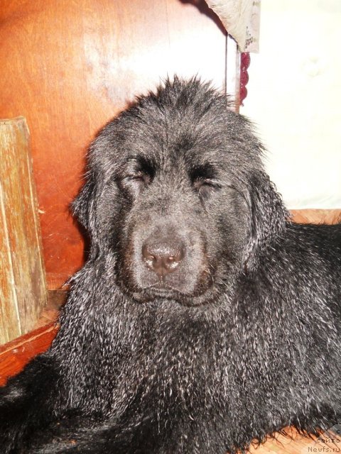 Фото: ньюфаундленд Фанньюф Альфелина Бледанс