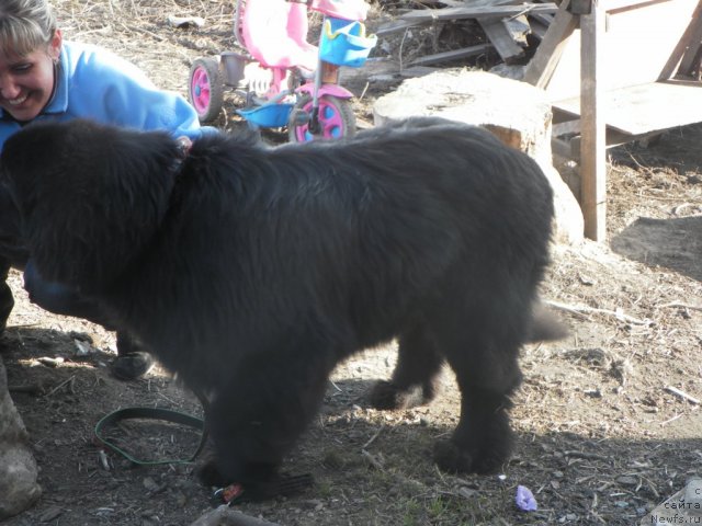 Фото: ньюфаундленд Их Высочество Вилана Блум (Ih Visochestvo Vilana Blum)