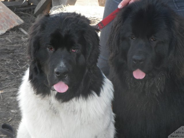 Фото: ньюфаундленд Фиаметтахауз Нунки (Fiamettahauz  Nunki), ньюфаундленд Их Высочество Вилана Блум (Ih Visochestvo Vilana Blum)