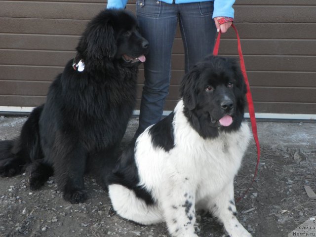 Фото: ньюфаундленд Фиаметтахауз Нунки (Fiamettahauz  Nunki), ньюфаундленд Их Высочество Вилана Блум (Ih Visochestvo Vilana Blum)