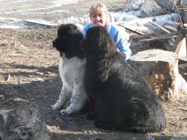 Фото: ньюфаундленд Фиаметтахауз Нунки (Fiamettahauz  Nunki), ньюфаундленд Их Высочество Вилана Блум (Ih Visochestvo Vilana Blum), Светлана Боровик