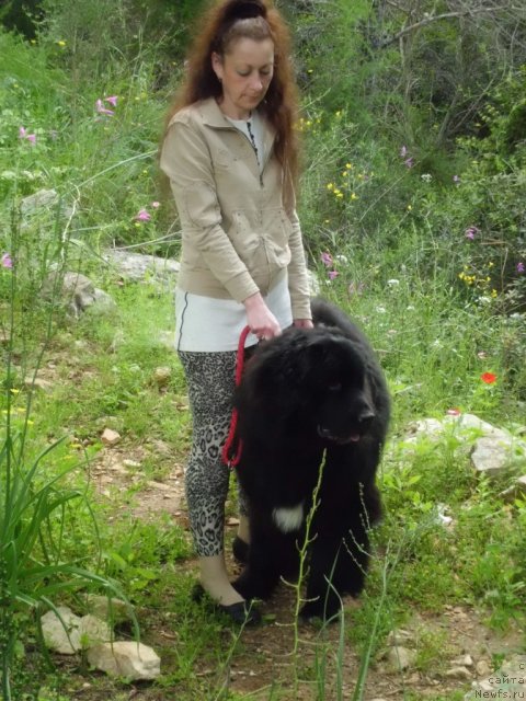 Фото: ньюфаундленд Питерньюф Чао-Какао