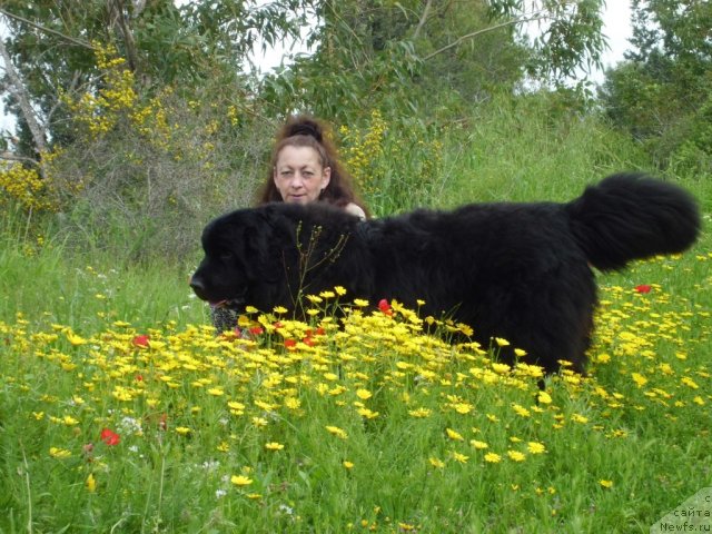 Фото: ньюфаундленд Питерньюф Чао-Какао