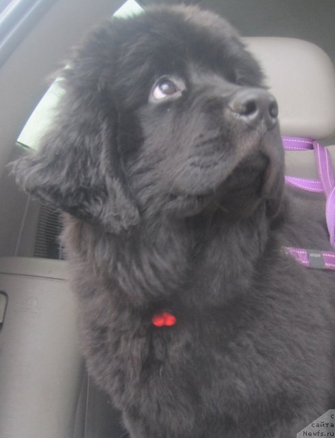 Фото: ньюфаундленд Уютная Долина Блэк Даймонд Велинда (Uyutnaya Dolina Black Diamond Velinda)