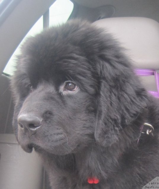 Фото: ньюфаундленд Уютная Долина Блэк Даймонд Велинда (Uyutnaya Dolina Black Diamond Velinda)