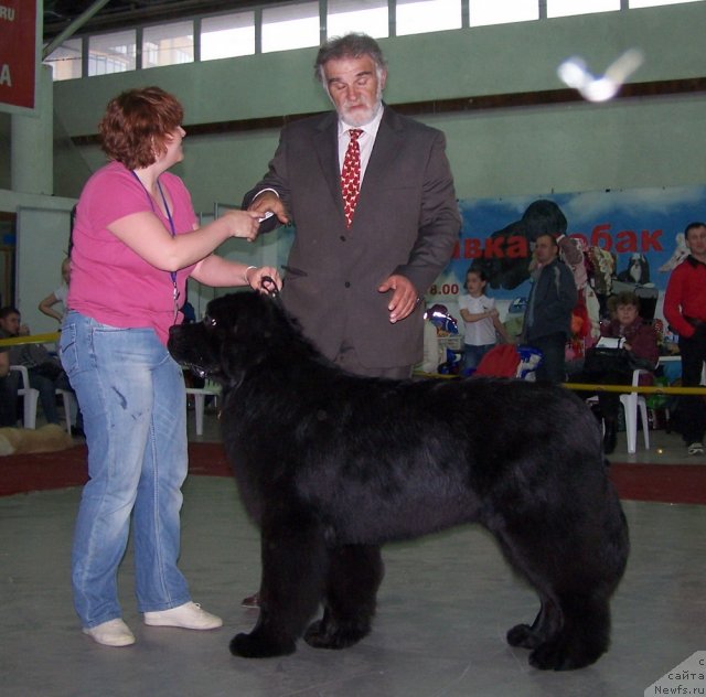 Фото: ньюфаундленд Акватория Келвин Нозерн Спирит (Aquatoriya Kelvin Northern Spirit)
