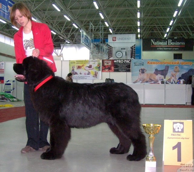 Фото: ньюфаундленд Акватория Келвин Нозерн Спирит (Aquatoriya Kelvin Northern Spirit)
