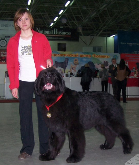 Фото: ньюфаундленд Акватория Келвин Нозерн Спирит (Aquatoriya Kelvin Northern Spirit)