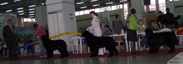 Фото: ньюфаундленд Акватория Келвин Нозерн Спирит (Aquatoriya Kelvin Northern Spirit), Skipper`s Ultimate Object, ньюфаундленд King of Helluland Just Love
