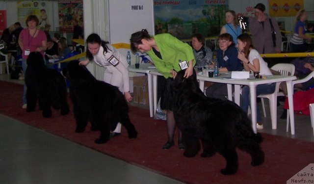 Фото: ньюфаундленд Акватория Келвин Нозерн Спирит (Aquatoriya Kelvin Northern Spirit), Skipper`s Ultimate Object, ньюфаундленд King of Helluland Just Love