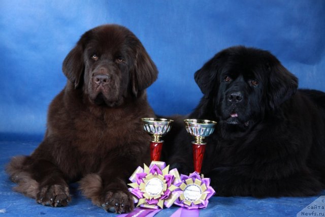 Фотография № 63496