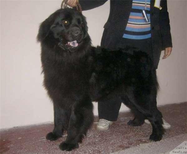 Фото: ньюфаундленд Адель