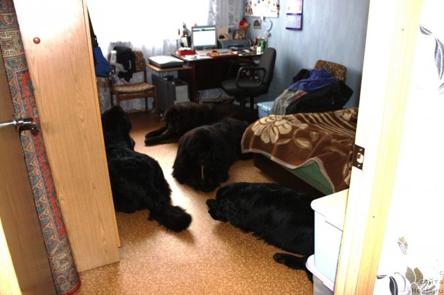 Фото: ньюфаундленд Черный Шарм Ангельская Красота (Chernyi Sharm Angel'skaya Krasota), ньюфаундленд Чанси из Золотого Треугольника, ньюфаундленд Бонни Флайт, ньюфаундленд Рестайлинг Фром Шипмэн