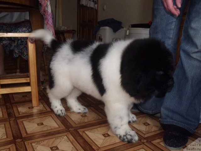 Фото: ньюфаундленд Жадор Ле Перле Нуар