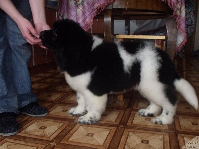 Фото: ньюфаундленд Жадор Ле Перле Нуар