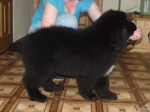 Фото: Желанная Моя от, ньюфаундленд Neverine's Earthquaker, ньюфаундленд Топтыжка Сияние от Айсберга