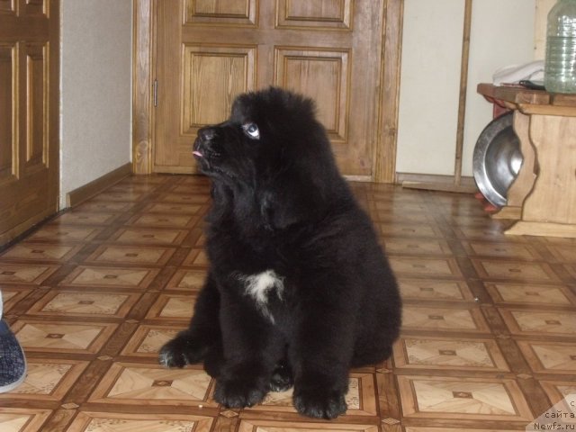 Фото: ньюфаундленд Желанная Моя