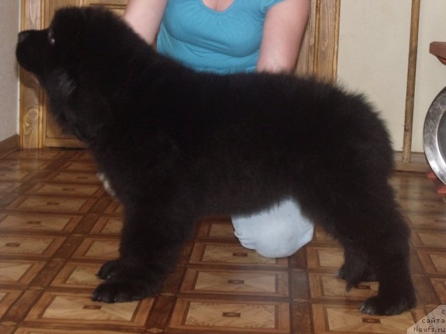 Фото: ньюфаундленд Желанная Моя