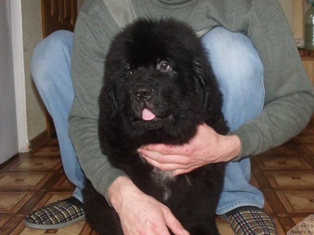 Фото: ньюфаундленд Жребий Удачи от Тори