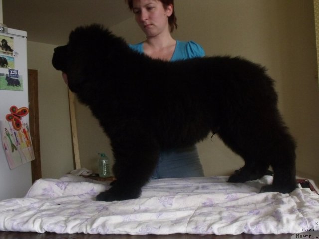 Фото: Жребий Удачи от Тори от, ньюфаундленд Топтыжка Сияние от Айсберга