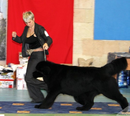 Фото: ньюфаундленд Амулет Любви и Счастья (Amulet Lyubvi i Schastya)