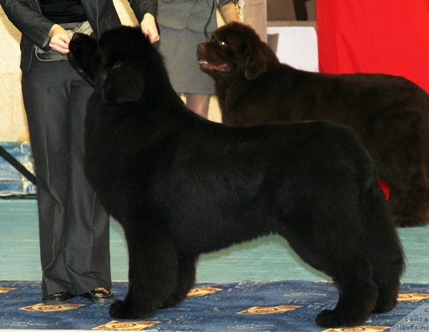 Фото: ньюфаундленд Амулет Любви и Счастья (Amulet Lyubvi i Schastya)
