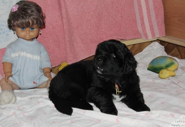 Фото: ньюфаундленд Ангел Хранитель Моего Сердца