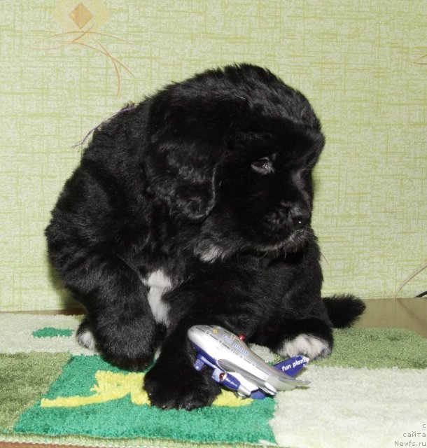 Фото: щенок от, ньюфаундленд Супер Бизон Астория, ньюфаундленд Иван Царевич из Тихого Омута (Ivan Tsarevich iz Tihogo Omuta)