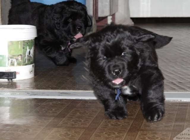 Фото: щенки от, ньюфаундленд Супер Бизон Астория, ньюфаундленд Иван Царевич из Тихого Омута (Ivan Tsarevich iz Tihogo Omuta)