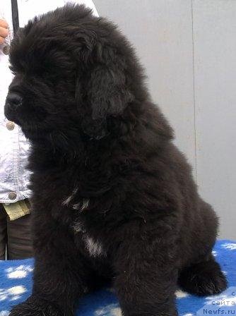 Фото: Оливрико Аурика