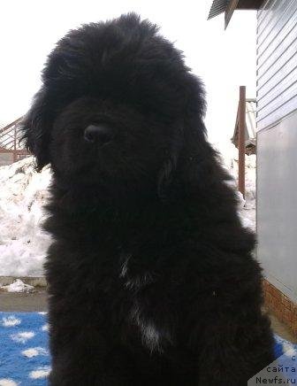 Фото: Оливрико Аурика