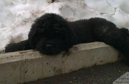 Фото: Оливрико Аурика