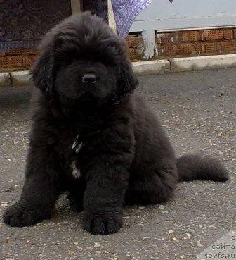 Фото: Оливрико Аурика