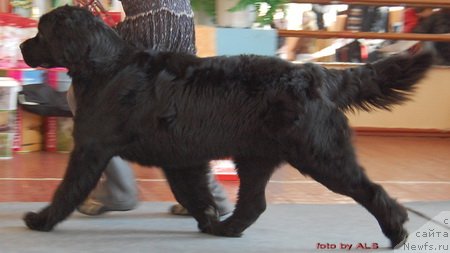 Фото: ньюфаундленд Супер Премиум Египетская Ночь