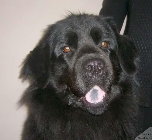 Фото: ньюфаундленд Адель