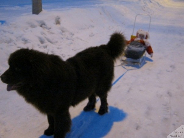 Фото: ньюфаундленд Правитель Тайги, ньюфаундленд Правитель Тайги