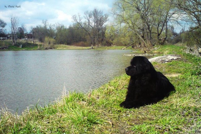 Фото: ньюфаундленд Норт Фэйс Икка Белль Арка