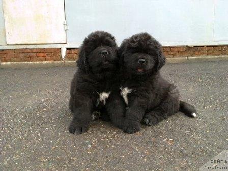 Фото: Оливрико Армани Росси и Аврора