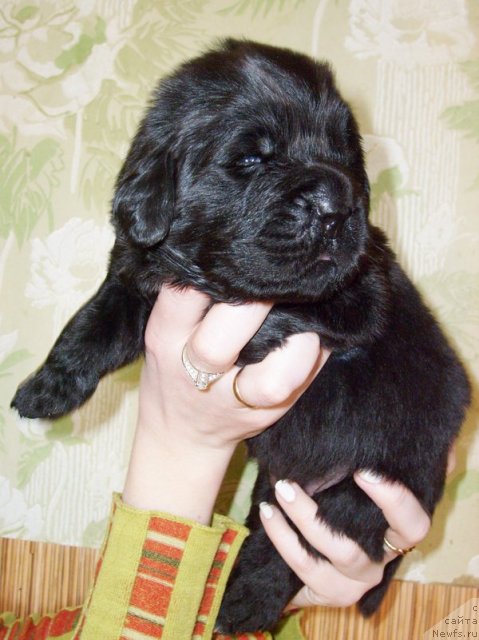 Фото: Кобель салатовая лента от Тары и Брендона