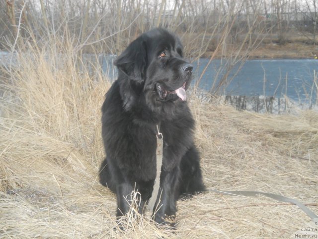 Фото: ньюфаундленд Калифорния из Медвежьего Яра