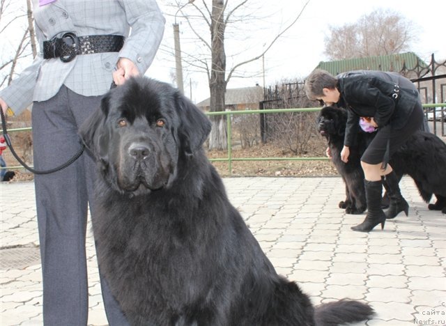 Фото: ньюфаундленд Калифорния из Медвежьего Яра