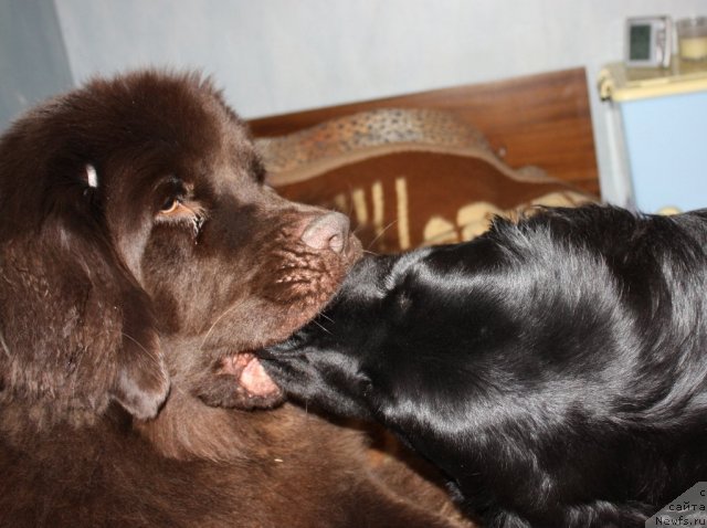 Фото: ньюфаундленд Черный Шарм Ангельская Красота (Chernyi Sharm Angel'skaya Krasota), ньюфаундленд Бонни Флайт