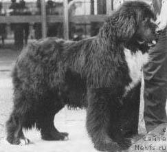 Фото: ньюфаундленд Little Bears Royal Top Gallant