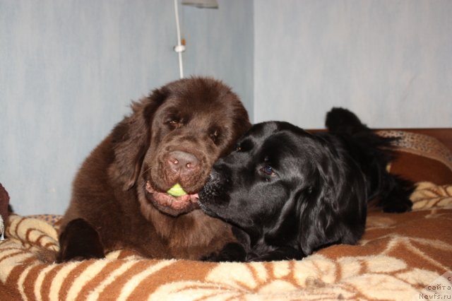 Фото: ньюфаундленд Черный Шарм Ангельская Красота (Chernyi Sharm Angel'skaya Krasota), ньюфаундленд Бонни Флайт