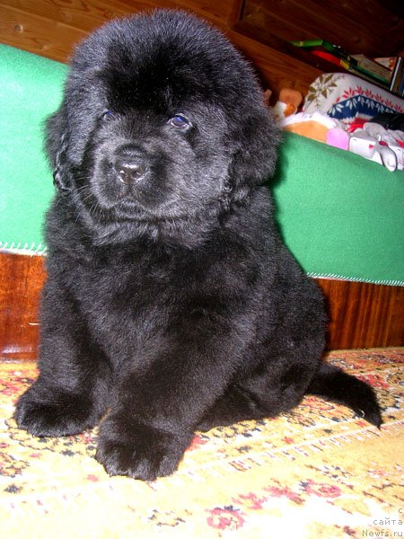Фото: ньюфаундленд Сказочная Кроха Николас