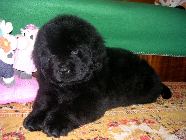 Фото: ньюфаундленд Сказочная Кроха Николас