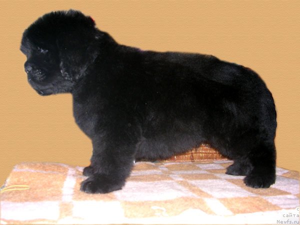 Фото: ньюфаундленд Сказочная Кроха Николас