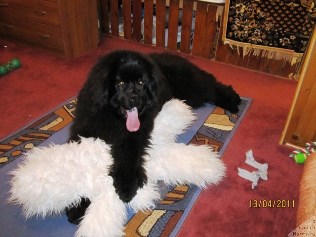 Фото: ньюфаундленд Их Высочество Владлена Маджикс