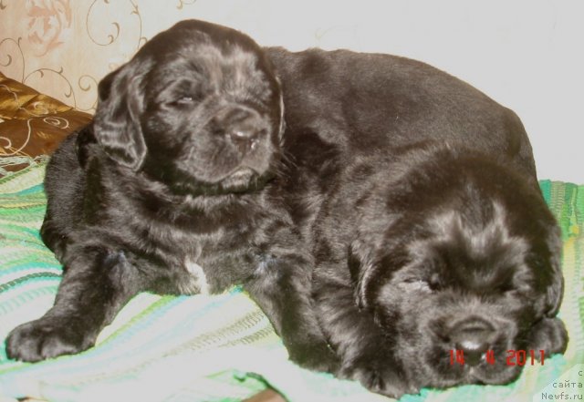 Фото: ньюфаундленд Смигар Осенняя Сказка